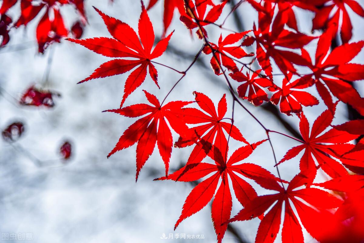 秋葉如花，觀賞紅葉的苗木，除了紅楓，你認識哪幾種？(圖8)