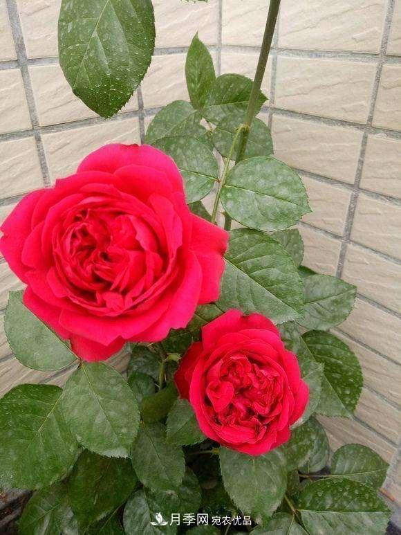 月季、薔薇、玫瑰有區(qū)別，懂得1點，全都能養(yǎng)好，開花一茬茬(圖4)