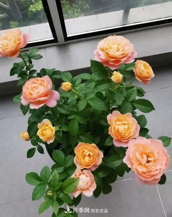 月季花中的“王者”，花友都喜歡養(yǎng)，如今沒落了，顏值依舊很高(圖1)
