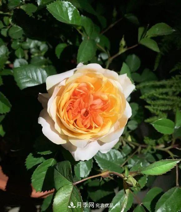 月季花中的“王者”，花友都喜歡養(yǎng)，如今沒落了，顏值依舊很高(圖2)