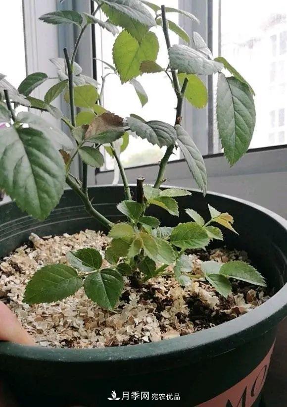 月季花中的“王者”，花友都喜歡養(yǎng)，如今沒落了，顏值依舊很高(圖3)