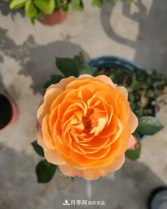 月季花中的“王者”，花友都喜歡養(yǎng)，如今沒落了，顏值依舊很高(圖4)