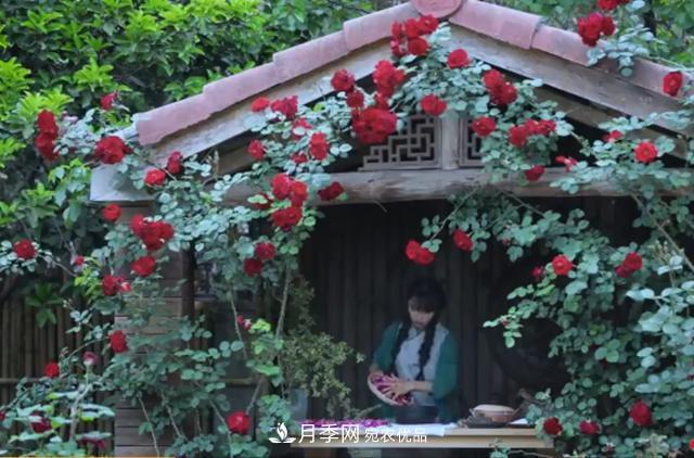 李子柒的紅色月季花墻，這個(gè)品種，好養(yǎng)易打理(圖1)