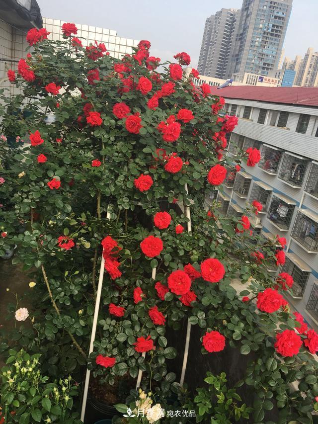 李子柒的紅色月季花墻，這個(gè)品種，好養(yǎng)易打理(圖6)