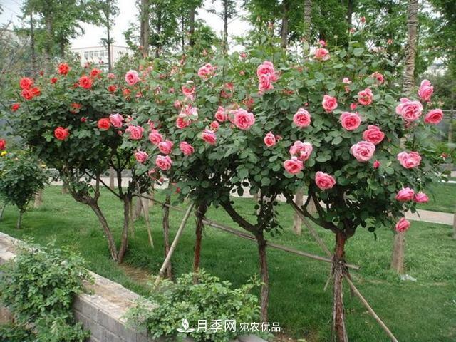 月季養(yǎng)成樹，這種盆景月季樹一年300天開花，很適合懶人養(yǎng)(圖2)