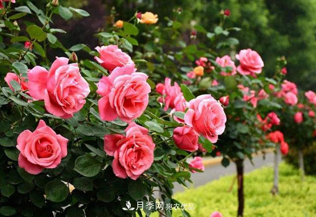 月季養(yǎng)成樹，這種盆景月季樹一年300天開花，很適合懶人養(yǎng)(圖3)