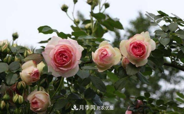 常見藤本月季優(yōu)缺點大比拼，月季花友看過來(圖1)