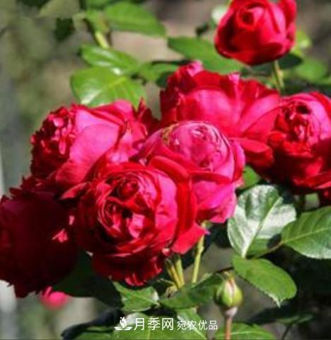 常見藤本月季優(yōu)缺點大比拼，月季花友看過來(圖2)