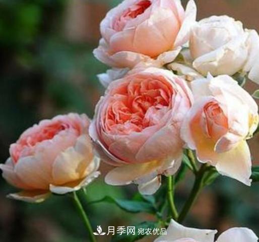 常見藤本月季優(yōu)缺點大比拼，月季花友看過來(圖4)