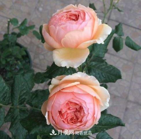 常見藤本月季優(yōu)缺點大比拼，月季花友看過來(圖5)