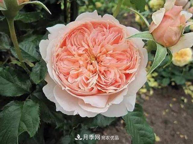 常見藤本月季優(yōu)缺點大比拼，月季花友看過來(圖6)