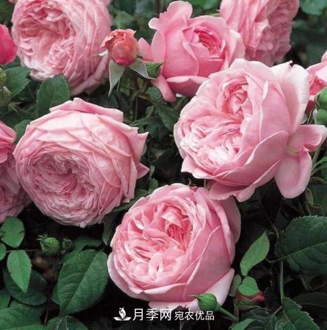 常見藤本月季優(yōu)缺點大比拼，月季花友看過來(圖9)