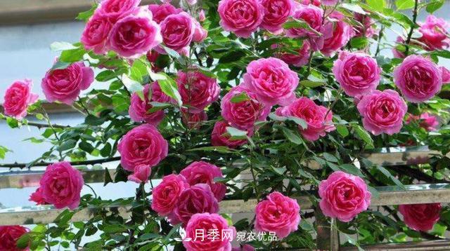 常見藤本月季優(yōu)缺點大比拼，月季花友看過來(圖7)