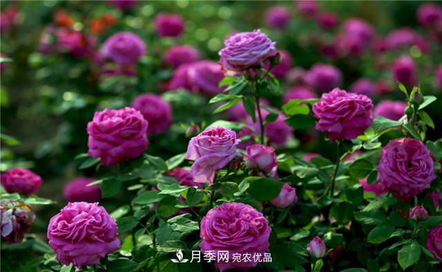 哪些月季花品種是花友必備的？(圖2)