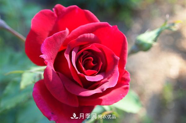 常見的紅色藤本月季有哪些品種？(圖1)