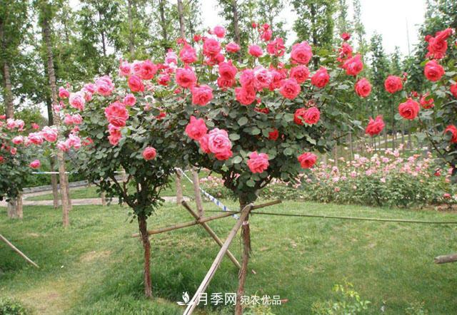 2020年南陽精品月季樹價格(圖3)
