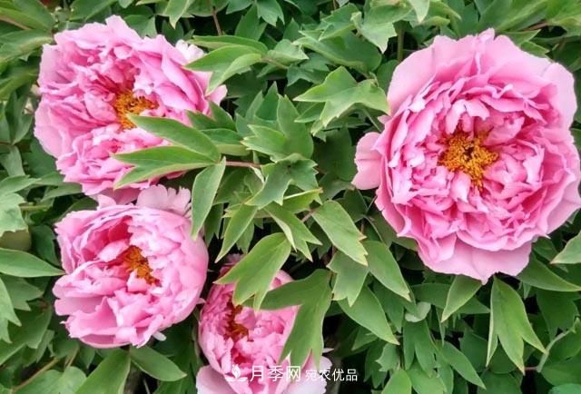 洛陽牡丹花種植中的一點小建議，有幫助必看(圖1)