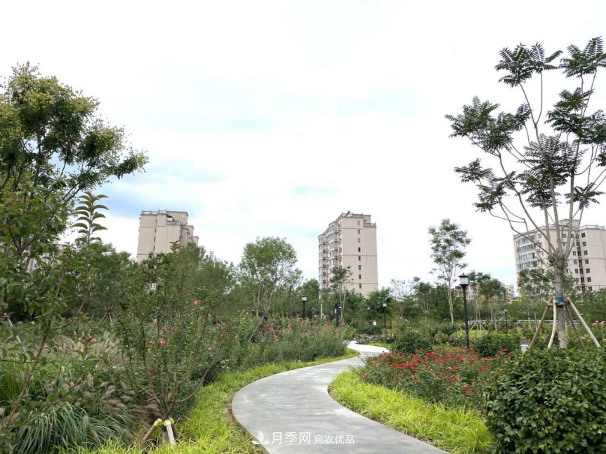 免費(fèi)，景美，有兒童活動(dòng)區(qū)！北京密云月季公園，你去了嗎！(圖5)