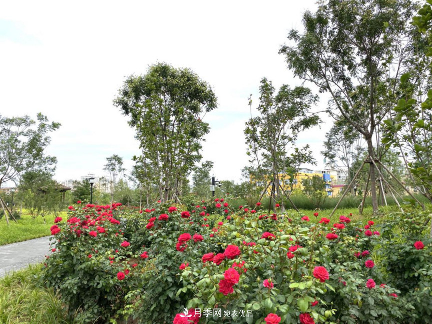 免費(fèi)，景美，有兒童活動(dòng)區(qū)！北京密云月季公園，你去了嗎！(圖6)