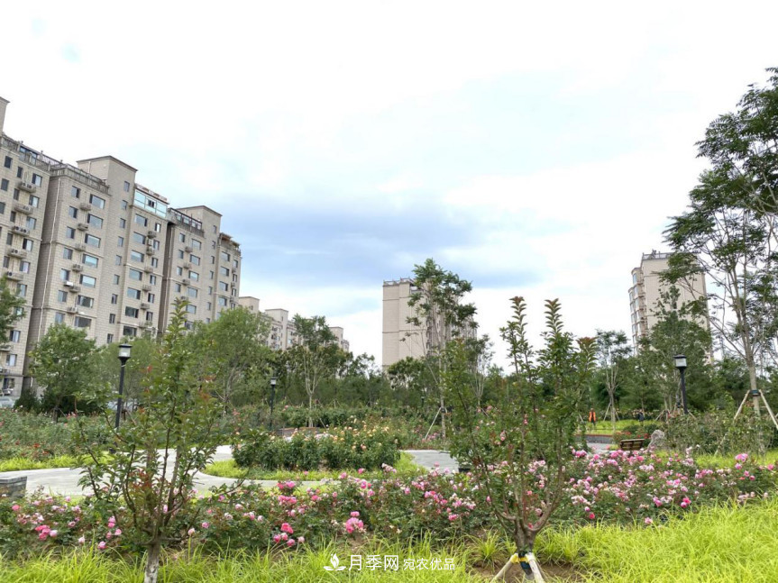 免費(fèi)，景美，有兒童活動(dòng)區(qū)！北京密云月季公園，你去了嗎！(圖7)