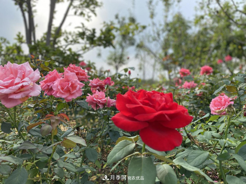 免費(fèi)，景美，有兒童活動(dòng)區(qū)！北京密云月季公園，你去了嗎！(圖8)