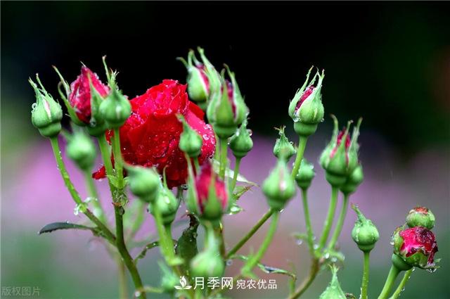 月季秋天如何養(yǎng)護？要“修”又要“防”，兩手抓才能長勢良好(圖1)