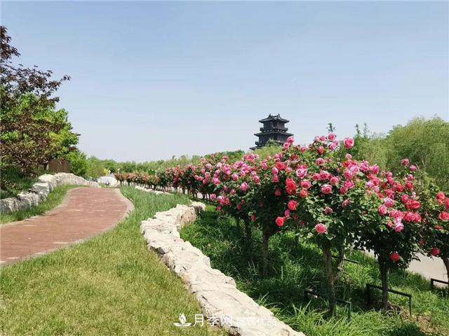 衡水街頭開(kāi)滿月季花，又香又美人人夸！(圖1)