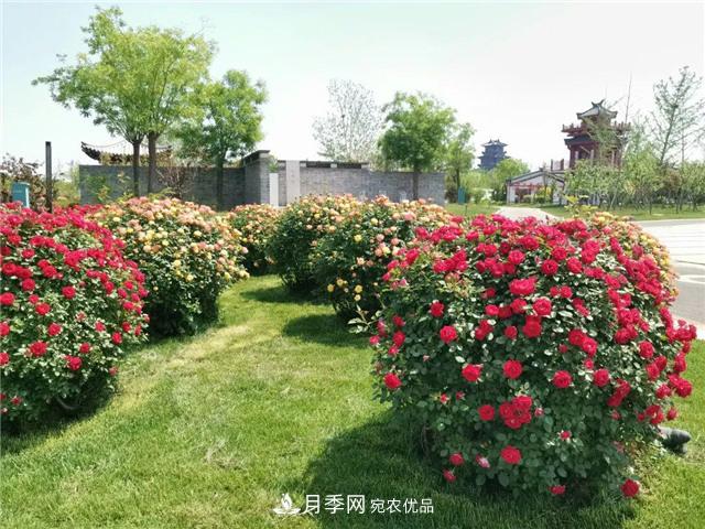 衡水街頭開(kāi)滿月季花，又香又美人人夸！(圖3)