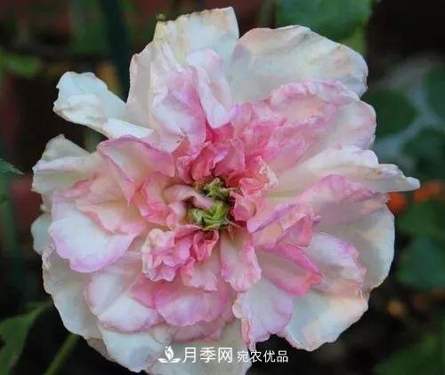 匯集17種中國古老月季，讓中國月季流傳下來(圖12)