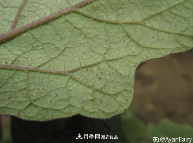 月季常見7大蟲害，防治方法都在這里了，收藏起來(圖4)