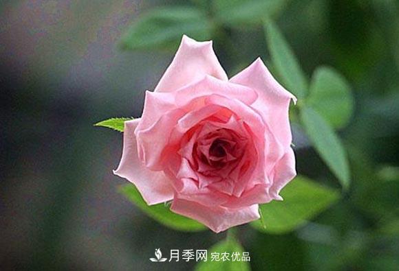 不香的月季沒有靈魂，適合陽臺的濃香微月，一朵滿室生香(圖1)