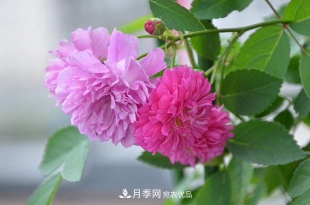 不香的月季沒有靈魂，適合陽臺的濃香微月，一朵滿室生香(圖2)