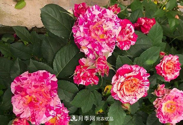 不香的月季沒有靈魂，適合陽臺的濃香微月，一朵滿室生香(圖3)