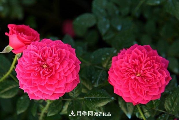 不香的月季沒有靈魂，適合陽臺的濃香微月，一朵滿室生香(圖4)