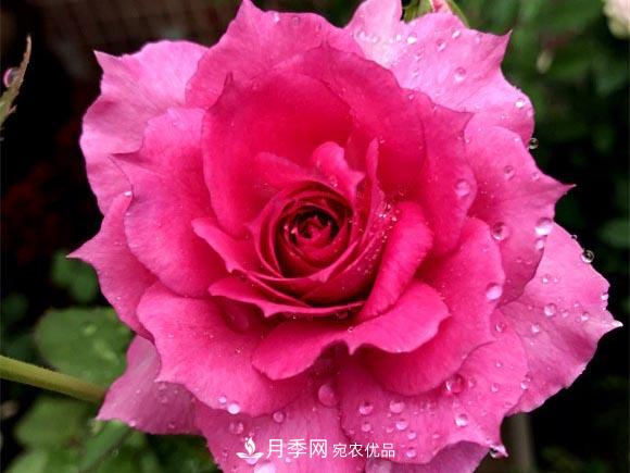 不香的月季沒有靈魂，適合陽臺的濃香微月，一朵滿室生香(圖5)