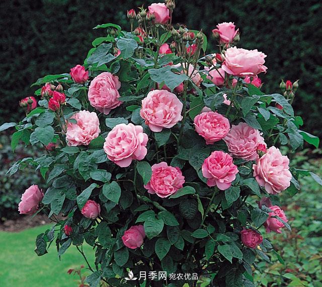 中國不同區(qū)域適合培養(yǎng)哪些月季種類？(圖1)