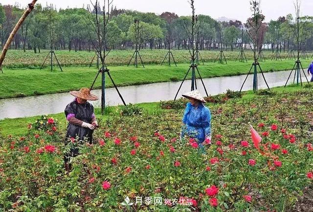 上海松江10萬平方米月季小鎮(zhèn)9月底完工，十一等你來打卡(圖3)