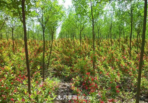 河南苗木越冬之前如何進行養(yǎng)護(圖1)