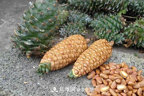 9月又到換盆時，盆里加點“特殊料”，怎么養(yǎng)都爆盆(圖3)