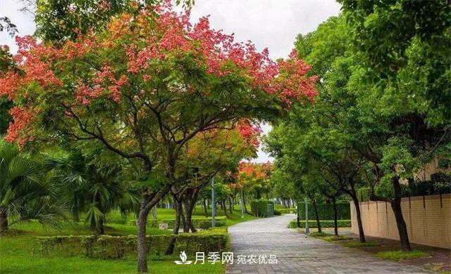 欒樹的日常種植養(yǎng)護(hù)，你做到位了嗎？(圖1)
