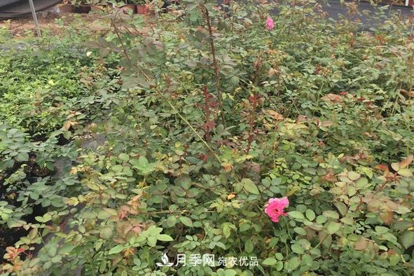 南陽月季小苗的價(jià)格是多少呢？(圖1)