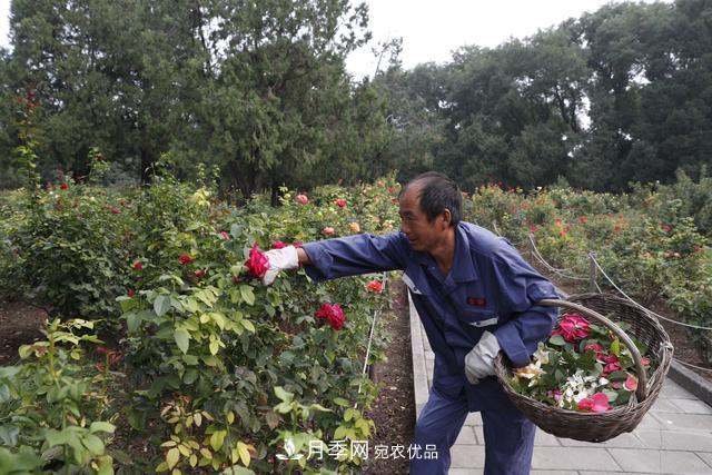 北京天壇公園國慶花壇亮相，萬株月季節(jié)日迎客(圖2)