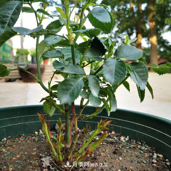 果汁陽臺月季好養(yǎng)嗎，一年開幾次花？(圖2)