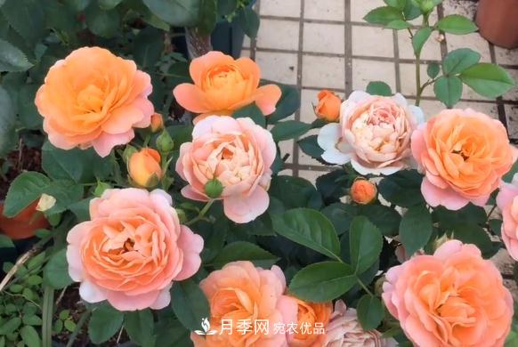 果汁陽臺月季好養(yǎng)嗎，一年開幾次花？(圖1)