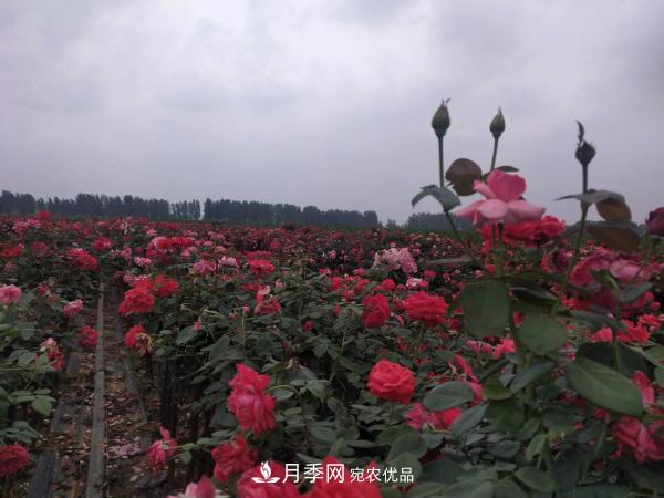 南陽方城縣博望鎮(zhèn)：月季產(chǎn)業(yè)經(jīng)濟(jì)“撐破”農(nóng)民錢袋(圖2)
