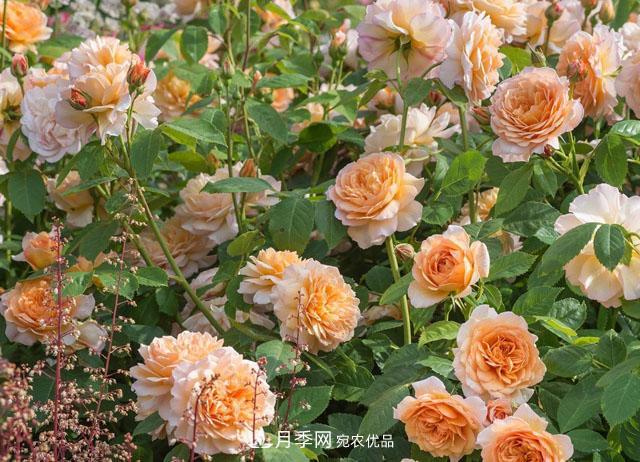 網(wǎng)購(gòu)月季應(yīng)該怎么種植？月季移栽后出現(xiàn)黃葉、枯萎是什么原因呢？(圖2)