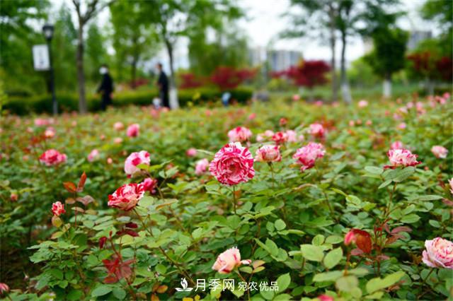 網(wǎng)購(gòu)月季應(yīng)該怎么種植？月季移栽后出現(xiàn)黃葉、枯萎是什么原因呢？(圖3)