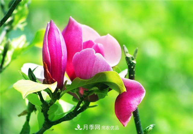 玉蘭花的花語、傳說、栽培記述與歷史文化(圖1)