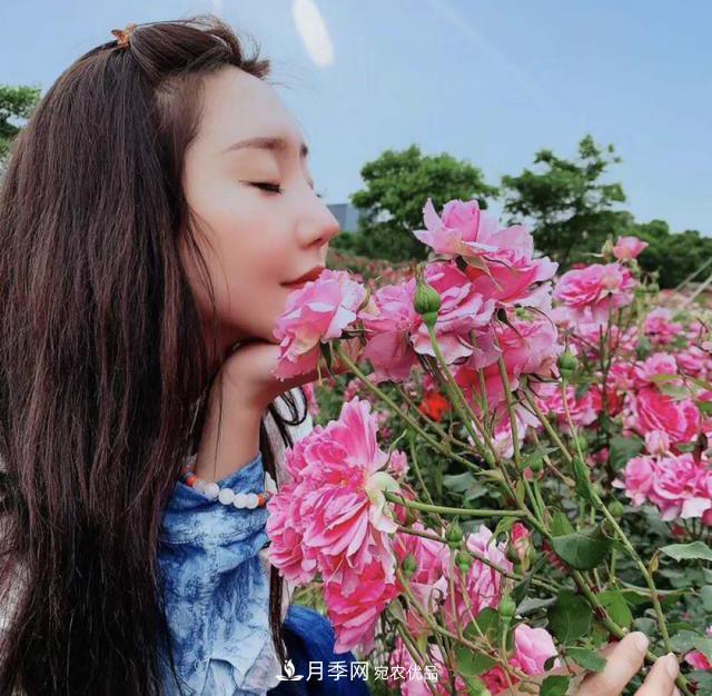 中國抖起來國慶網(wǎng)紅打卡地！蘇州月季花海等你來……(圖1)