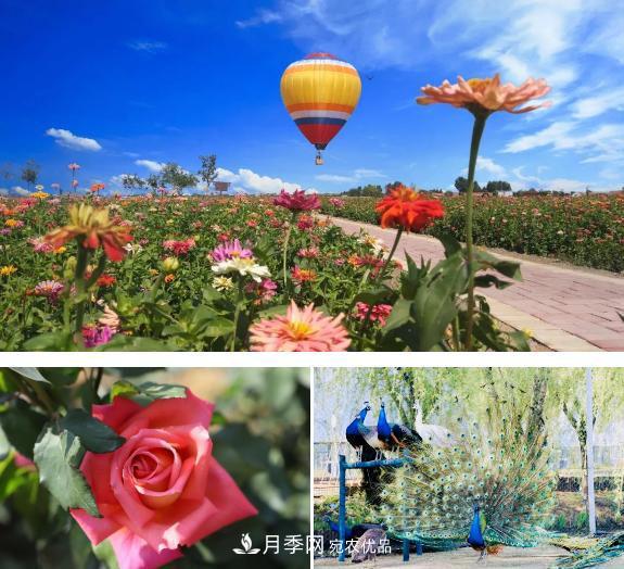 中國抖起來國慶網(wǎng)紅打卡地！蘇州月季花海等你來……(圖2)